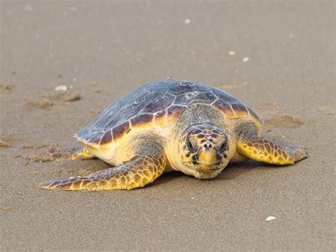 loggerhead sea turtle sea turtle facts  information