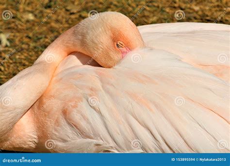 greater flamingo   phoenix zoo arizona center  nature