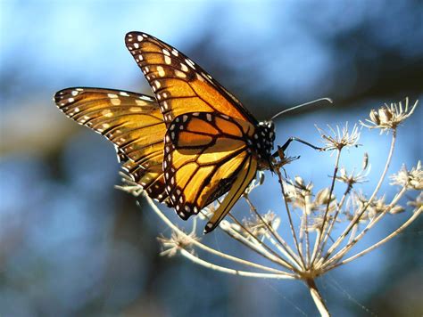 wmu professor warns  declining monarch butterfly population wmuk