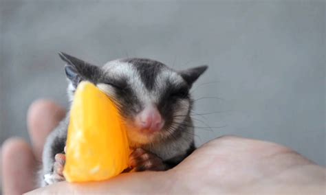 cuteness overload adorable sugar glider falls asleep  eating