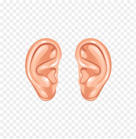 cartoon ears clipart png photo  toppng