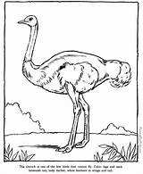 Coloring Ostrich Pages Animals Zoo Animal Drawing Printable Kids Drawings Honkingdonkey Preschool Print Raisingourkids Identification Gif Outline Book Visit Popular sketch template