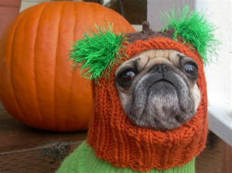 pug wearing  knitted carrot hat  green sweater    pumpkin