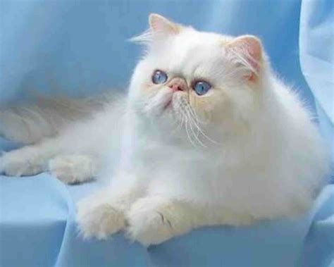 stunning cream persian cat  persian cat