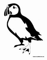 Puffin Adult Puffins Colormegood Birds Animals sketch template