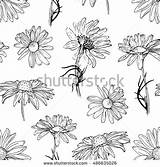 Rudbeckia Coloring Designlooter Seamless Herbal Chamomile Botanical Drawn Flower Pattern Illustration Hand Background sketch template