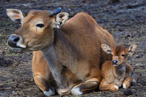 geboortegolf  april veel jonge dieren geboren  safaripark beekse bergen tilburgcom