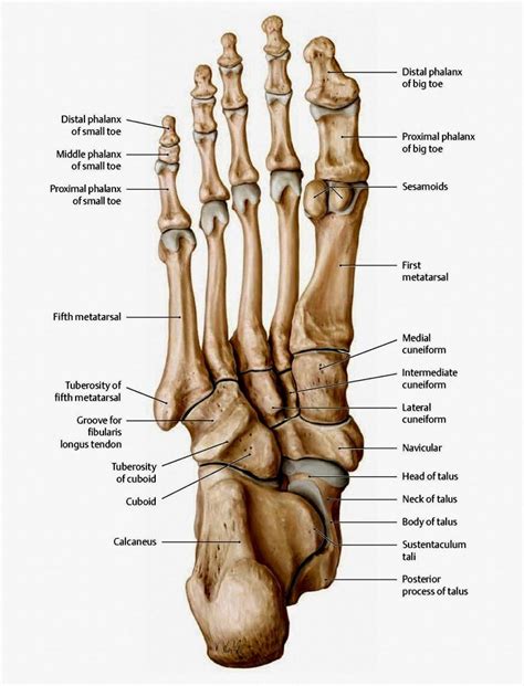 bones   foot inferior view picture illustrated  thieme  scientific