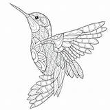 Coloring Colibri Hummingbird Malvorlagen Adulte Pajaros Mandalas Kolibri Ausmalen Colibrí Oiseau Ausdrucken Aves Humming Dschungel Mosaik Coloration Colibris Hummingbirds Erwachsene sketch template