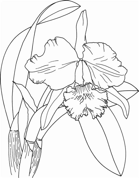 orchid coloring pages  coloring pages  kids flower coloring