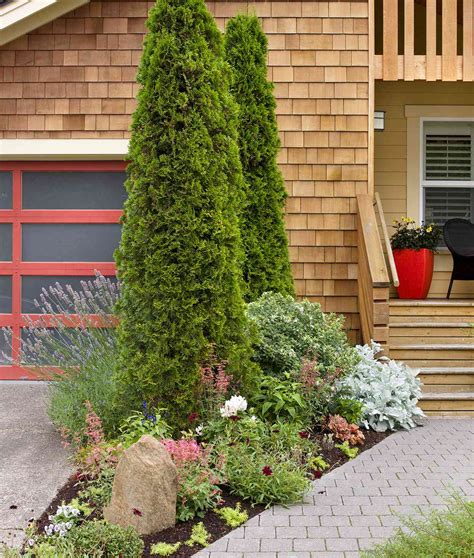 fast growing evergreen trees   quickly transform  landscape