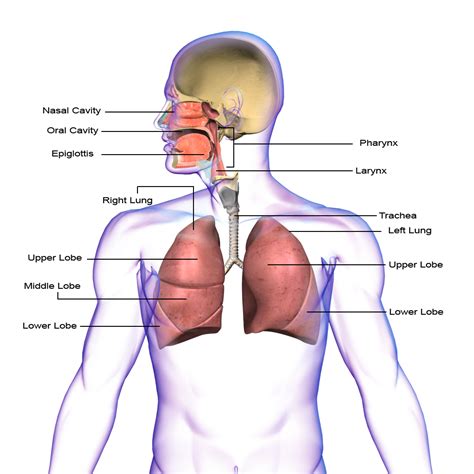 respiratory system png hd transparent respiratory system hdpng images pluspng