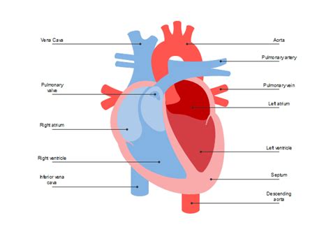 heart diagram  heart diagram templates