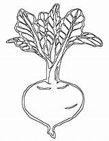 Beet Coloring Pages sketch template