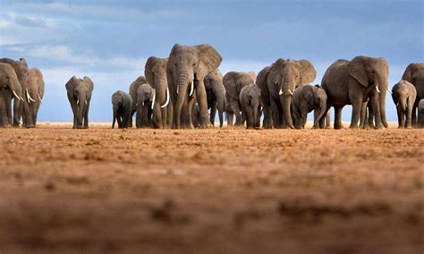 status  african elephants magazine articles wwf