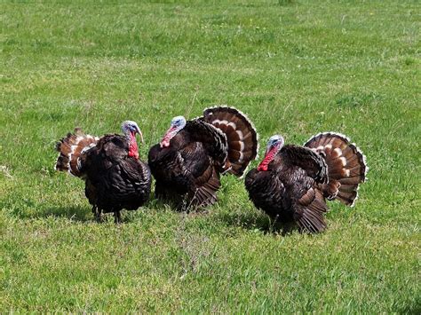 what is a group of turkeys called complete guide birdfact