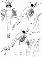 Afbeeldingsresultaten voor "hemimysis Lamornae". Grootte: 135 x 185. Bron: www.researchgate.net