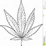 Leaf Marijuana Weed Drawing Outline Sketch Step Coloring Simple Pages Cannabis Drawings Pot Hemp Draw Getdrawings Bud Color Sketches Pencil sketch template