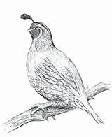 Quail California Coloring Pages Drawing Getdrawings sketch template