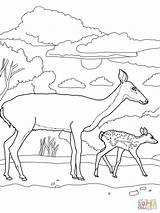 Fawn Biche Pages Tailed Deers Mutter Supercoloring Ausmalbild Kostenlos Coloriage Moose sketch template