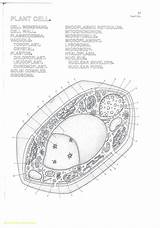 Worksheet Membrane sketch template