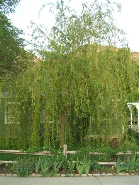 miniature weeping willow weve