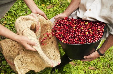 An Overview Of South American Coffee Production