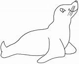 Coloring Seal Draw sketch template
