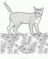 Colorat Pisica Planse Desene Colorare Pisici Gatti Kolorowanki Kot Gatos Egipcio Egipski Egiziano Colorkid Malvorlagen Imagini Animale Coloriage Poze Gatto sketch template