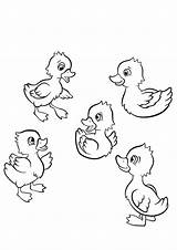 Coloring Ducks sketch template