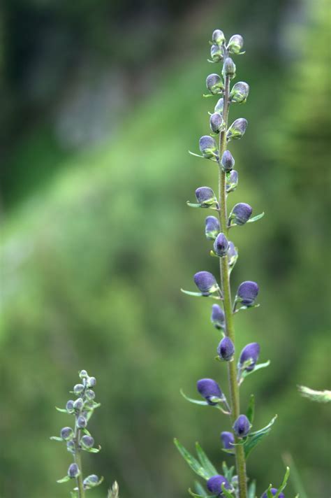 alpenblumen blauer eisenhut aconitum napellus