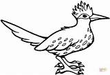 Roadrunner Bird Coloring Pages Printable Drawing Runner Road Greater Color Mexico State Flower Yucca sketch template