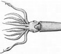 Afbeeldingsresultaten voor "gonatus Steenstrupi". Grootte: 122 x 100. Bron: tolweb.org