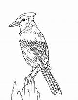 Jay Blue Coloring Bird Drawing Pages Color Printable Getdrawings Getcolorings sketch template