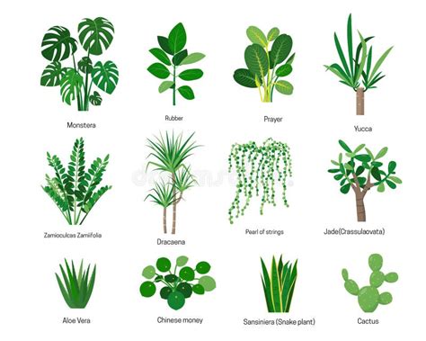 plants    find plant names  letter