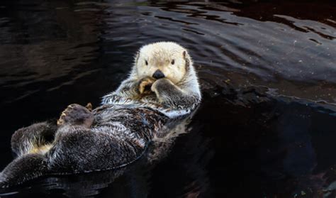 Sea Otter Facts And Beyond Biology Dictionary