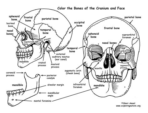 anatomy skull coloring pages coloring pages