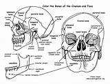 Skull Bones Anatomy Coloring Pages Cranium Human Face Features Printable Drawing Sheet Book Bony Physiology Pdf Rib Exploringnature Worksheet Skeleton sketch template