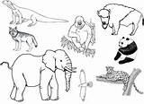 Coloring Pages Animals Endangered Extinct Choose Board Exploringnature sketch template
