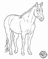 Lineart Stable Xv Horses Sketch Friesian sketch template