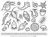 Plankton Biologist Asu Biology Microbe Askabiologist Worksheet Designlooter Anatomy sketch template