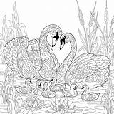 Coloring Pages Swan Animal Family Families Drawing Printable Fun Birds Flowers Sketch 30seconds Print Everyone Mom Getdrawings Tip Paintingvalley sketch template