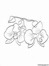 Coloring Orchid Pages Printable Popular Getcolorings Kids sketch template