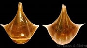 Afbeeldingsresultaten voor "diacria trispinosa Atlantica". Grootte: 179 x 100. Bron: www.gastropods.com