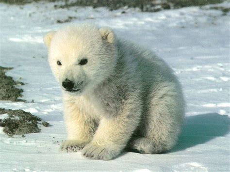 cute polar bear  collection  images  cute polar bears