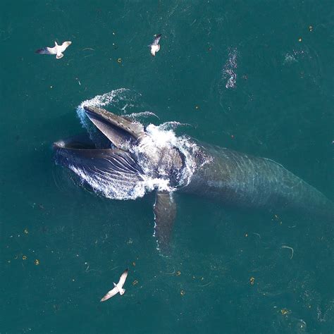 blue whales eating krill