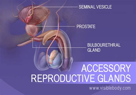 Male Reproductive Structures Learn Anatomy