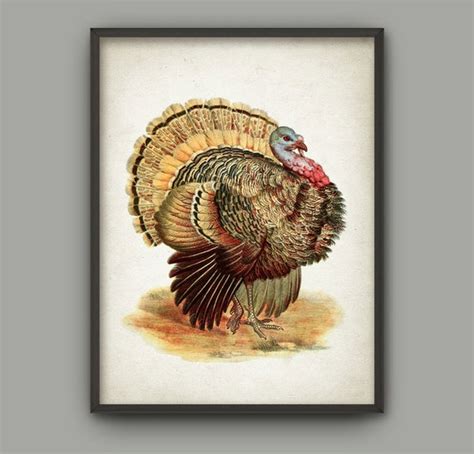 turkey art print vintage bird illustration wall art poster