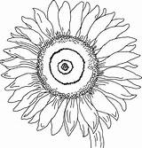 Sunflower Coloring Pages Color Georgia Keeffe Colouring Drawing Adults Kids Printable Flowers Sheets Print Clipart Simple Large Little Sunflowers Flower sketch template