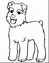 Schnauzer Miniature Coloring Dog Pages Getdrawings Drawing sketch template